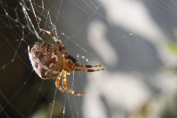 Spider on the net - macro shot