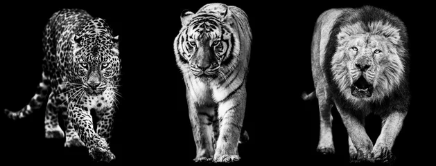 Foto op Plexiglas Sjabloon van leeuw, panter en tijger in zwart-wit met zwarte achtergrond © AB Photography