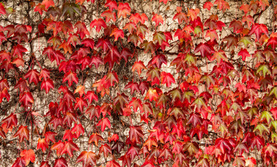 Natural background pattern, autumn red maple leaves, foliage background pattern