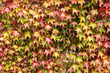 Natural background pattern, foliage background, autumn maple leaves