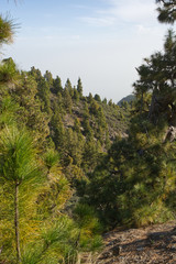 Fototapeta na wymiar Mountain countryside in La Palma, Canaries