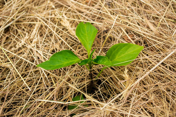  planted in open ground pepper mulched