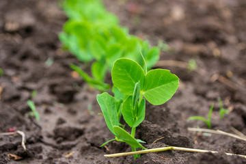green pea sprout on the ground