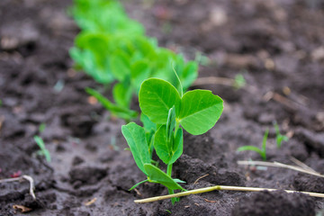 green pea sprout on the ground