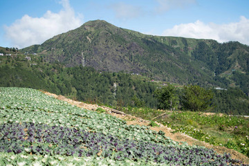 Flower farm in Atok Benguet. This is new attraction in Luzon where one can enjoy the cold weather of the full bloom of various kinds of flowers including the famous rose cabbage.