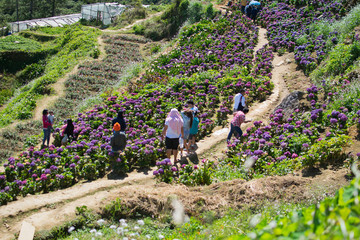 DEC. 21, 2019-ATOK BENGUET PHILIPPINES : Flower farm in Atok Benguet. This is new attraction in Luzon where one can enjoy the cold weather of the full bloom of various kinds of flowers.