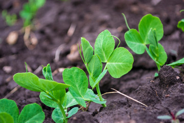 green pea sprout on the ground