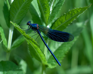 Blue dragonfly on a green leaf