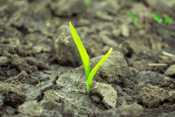 corn sprout in the open ground