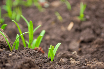 spinach shoots in the open ground