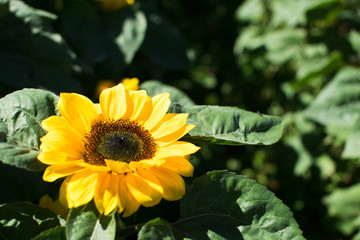 Close up of a vibrant full bloom sunflower
