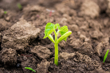 young green bean sprout in the open ground