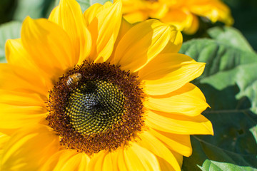 Obraz premium Close up of a vibrant full bloom sunflower. Bee taking nectar from a sunflower