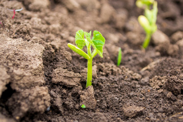 young green bean sprout in the open ground
