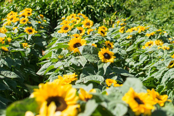 Rows of full bloom sunflower on a flower farm.