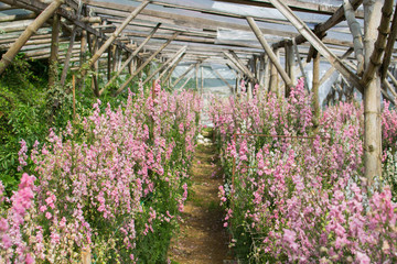 Pink antirrhinum or dragon flowers or snapdragons in a greenhouse