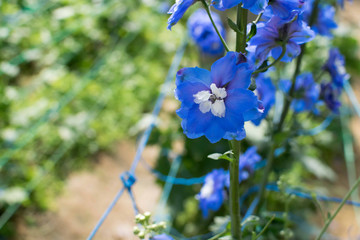 Blue Delphinium Elatum or Ranunculaceae on a field.