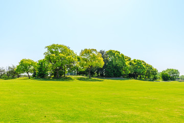 Fototapeta na wymiar Green grass and tree under blue sky.