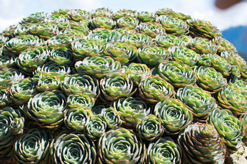 Vibrant green rose cactus planted on the ground.