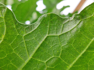 Red mite on green melon leaf