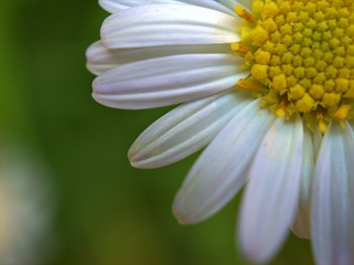 Closeup white petal of common daisy (oxeye) flower in garden , yellow pollen of daisy with blurred background  ,macro image ,soft focus for card design