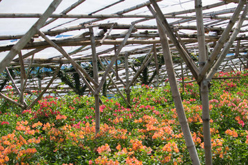 Vibrant flower farm on a green house with bamboo columns