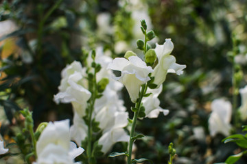 White antirrhinum or dragon flowers or snapdragons in a greenhouse