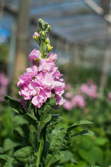Fototapeta premium Single isolated pink snap dragon flower