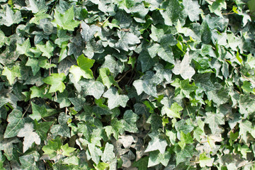wall covered with green ivy leaves. Background and pattern