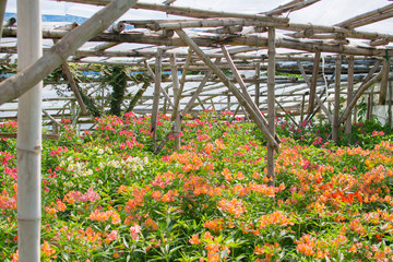 Flower farm on a green house using bamboo as column supports.