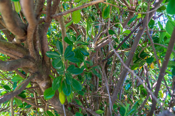 Tra la vegetazione del pitosforo in primavera