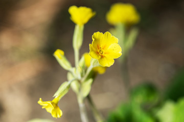 Field of yellow Cowslip flowers or Primula veris. Shallow depth of field.