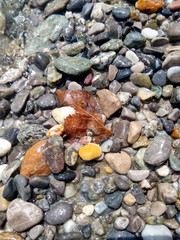 Blattskelett auf bunten Kieseln an Flussufer