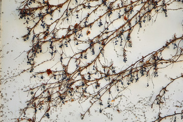 Concrete wall overgrown with dry wild grapes. Can be used as background.