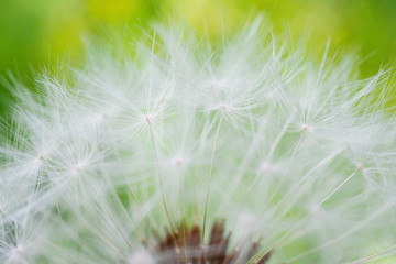 White dandelion cap with seeds close-up. Summer floral background. Airy and fluffy wallpaper. Horizontal shot. Macro