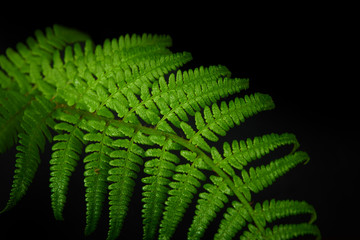 Green fern branch sprouted from the background
