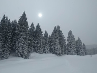 Winter landscape with snow covered pines in blizzard, Folgaria ski resort, Italy.