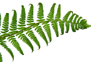 Green fern branch sprouted from the background