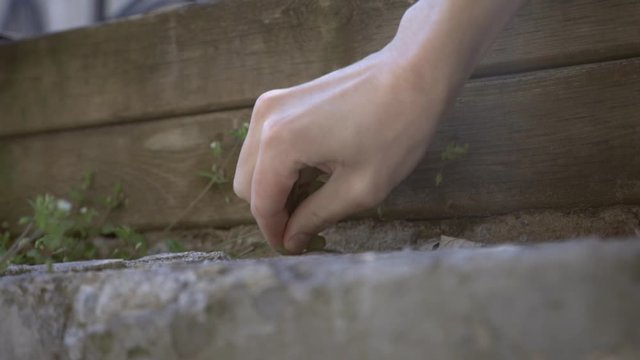 Hand Of A Woman Pulling And Removing Weeds On The Garden Next To The Wooden Fence - Closeup Shot