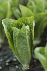 Head of organic romaine lettuce growing in shade house