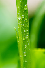 Grass Leaf with Water Drops