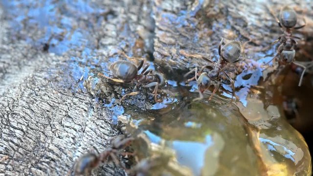 Le monde des fourmis