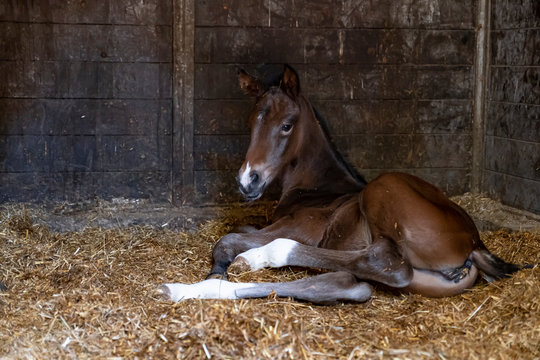 A brown mare foal is born in a horse box, stable, and lies in the straw