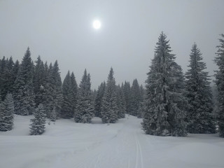 Ski snow track between pines in blizzard, Folgaria ski resort, Italy.