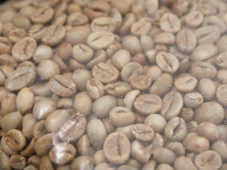 raw not roasted coffee beans from africa on a dark background