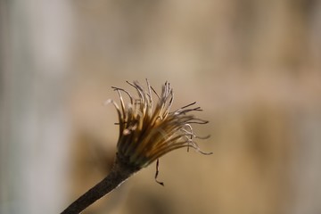 Dried flower head in the sun
