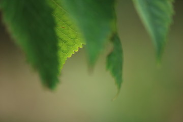 green leaves close up
