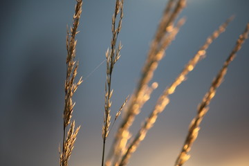 dry grass in the wind