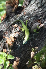 Green lizard on the tree