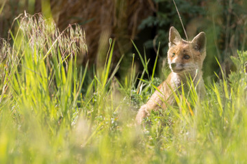 Junger Fuchs im Sonnenlicht
